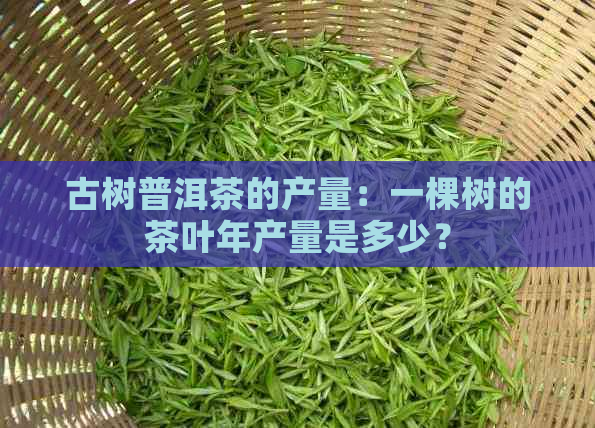 古树普洱茶的产量：一棵树的茶叶年产量是多少？