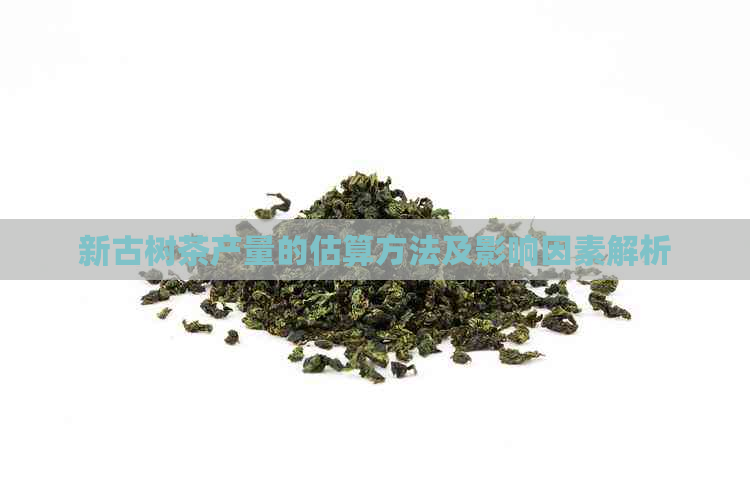 新古树茶产量的估算方法及影响因素解析