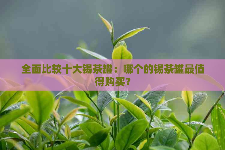 全面比较十大锡茶罐：哪个的锡茶罐最值得购买？