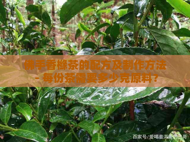 佛手香橼茶的配方及制作方法 - 每份茶需要多少克原料？