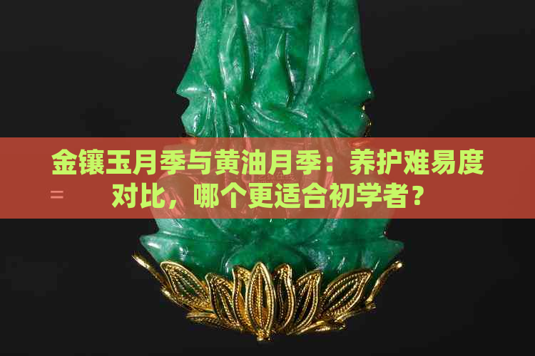 金镶玉月季与黄油月季：养护难易度对比，哪个更适合初学者？