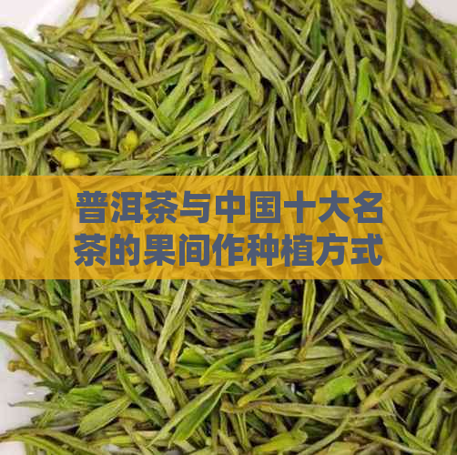 普洱茶与中国十大名茶的果间作种植方式：新视角与实践