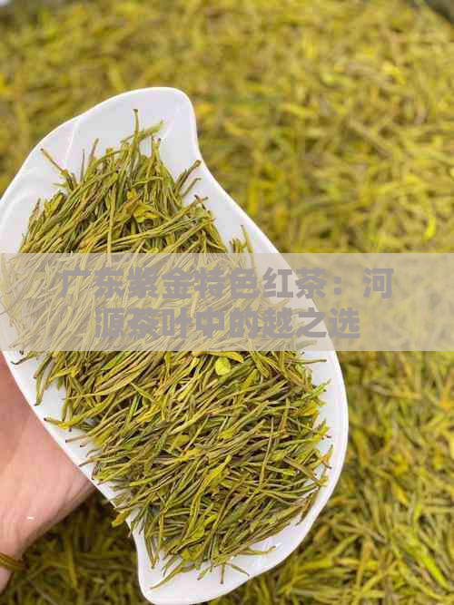 广东紫金特色红茶：河源茶叶中的越之选