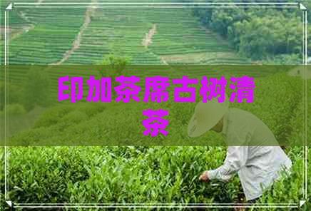 印加茶席古树清茶