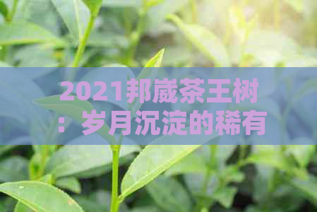 2021邦崴茶王树：岁月沉淀的稀有古树普洱茶