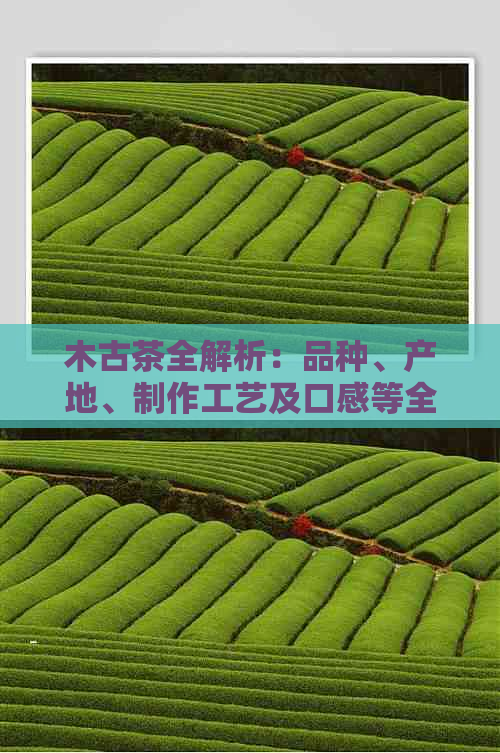 木古茶全解析：品种、产地、制作工艺及口感等全方位了解