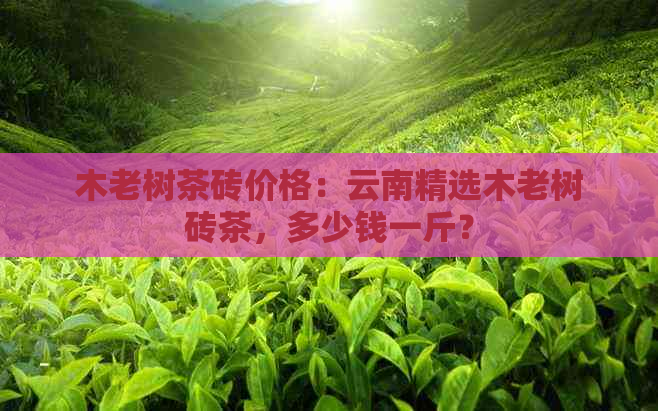 木老树茶砖价格：云南精选木老树砖茶，多少钱一斤？