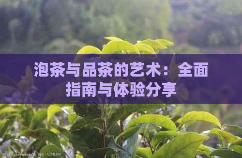 泡茶与品茶的艺术：全面指南与体验分享