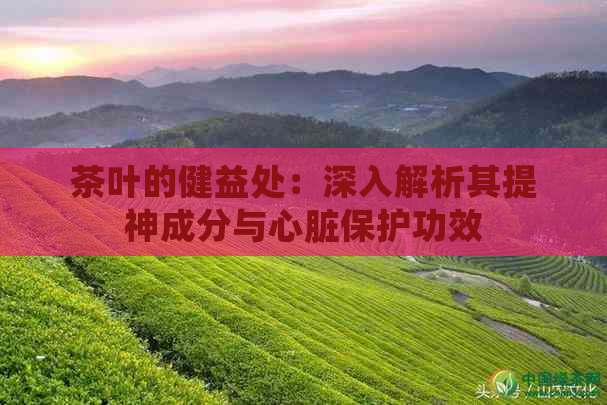 茶叶的健益处：深入解析其提神成分与心脏保护功效