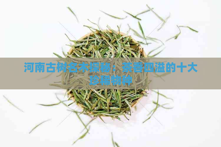 河南古树名木探秘：茶香四溢的十大珍稀物种