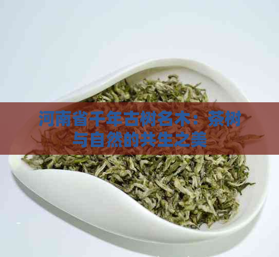 河南省千年古树名木：茶树与自然的共生之美