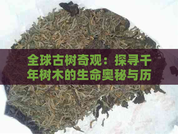 全球古树奇观：探寻千年树木的生命奥秘与历传承