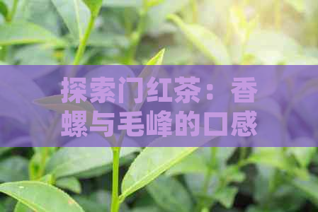 探索门红茶：香螺与毛峰的口感与区别，哪款更令人醉？