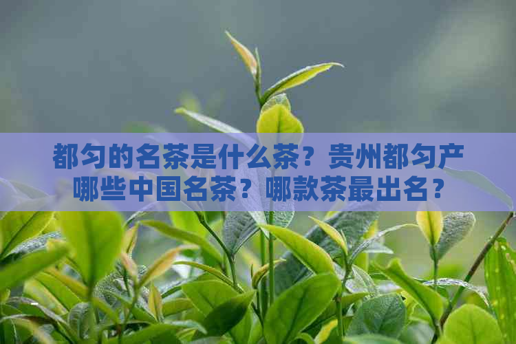 都匀的名茶是什么茶？贵州都匀产哪些中国名茶？哪款茶最出名？