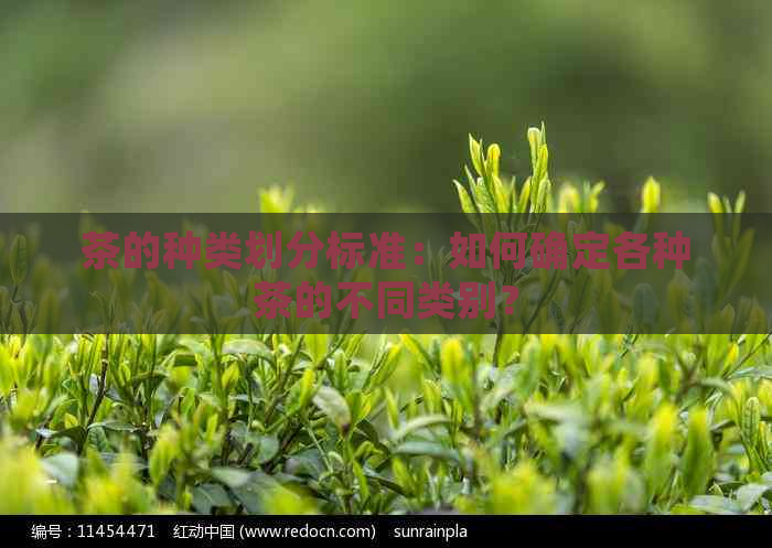 茶的种类划分标准：如何确定各种茶的不同类别？