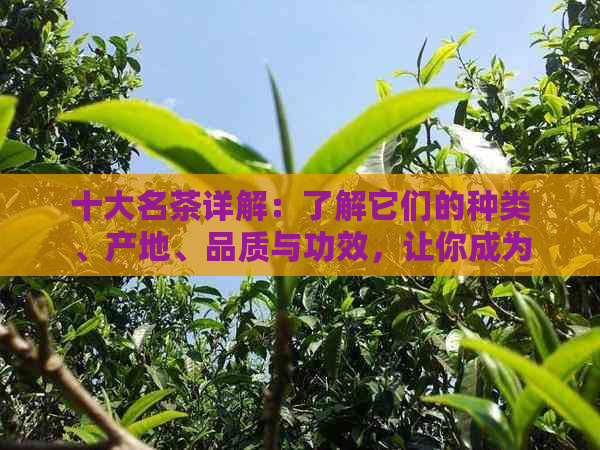 十大名茶详解：了解它们的种类、产地、品质与功效，让你成为茶叶专家