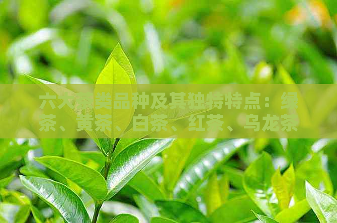 六大茶类品种及其独特特点：绿茶、黄茶、白茶、红茶、乌龙茶与黑茶