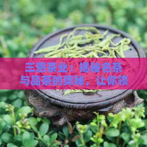 三恩茶业：揭秘名茶与品茶的奥秘，让你领略普洱茶的独特魅力