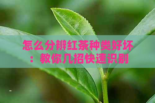 怎么分辨红茶种类好坏：教你几招快速识别