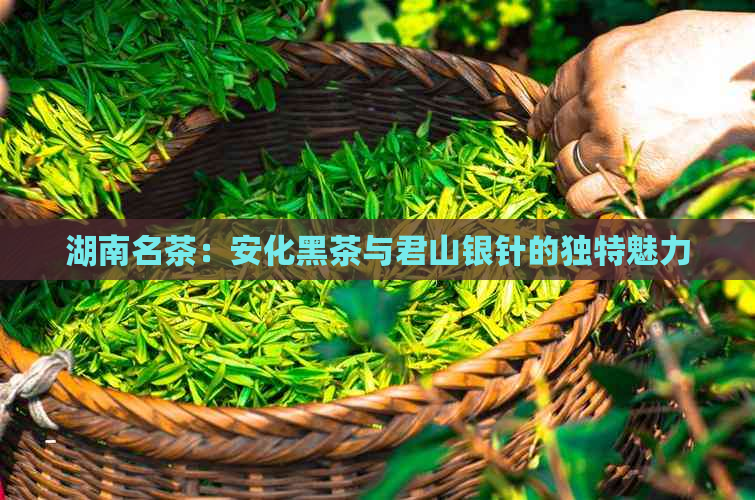 湖南名茶：安化黑茶与君山银针的独特魅力