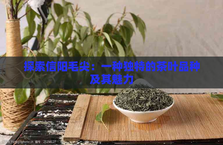 探索信阳毛尖：一种独特的茶叶品种及其魅力