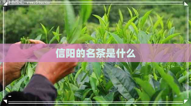 信阳的名茶是什么