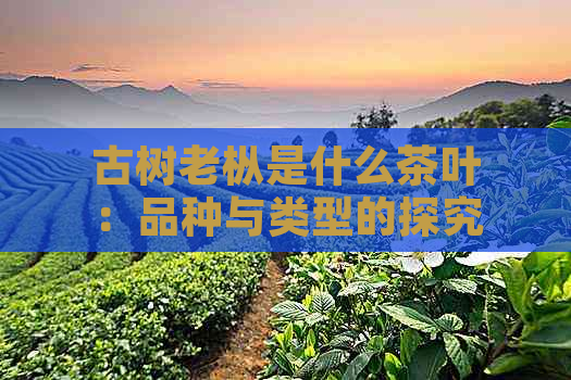 古树老枞是什么茶叶：品种与类型的探究，以及老古树茶的定义和特点