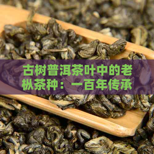 古树普洱茶叶中的老枞茶种：一百年传承的故事