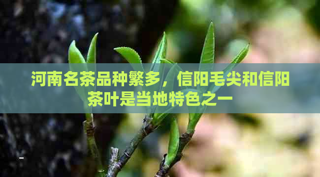 河南名茶品种繁多，信阳毛尖和信阳茶叶是当地特色之一