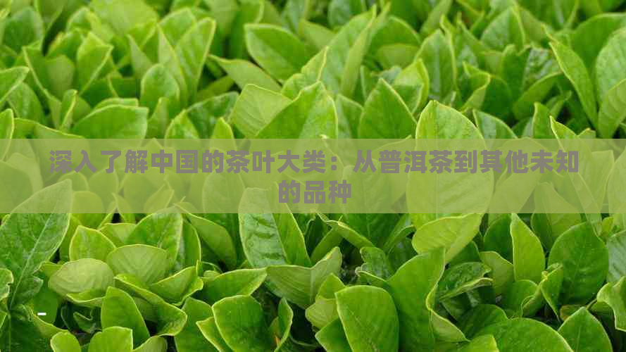 深入了解中国的茶叶大类：从普洱茶到其他未知的品种