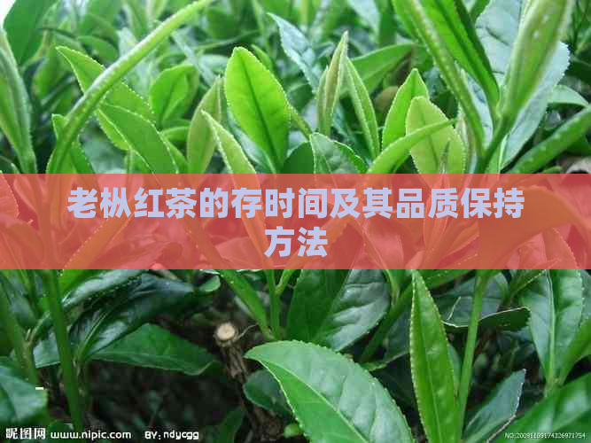 老枞红茶的存时间及其品质保持方法