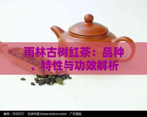 雨林古树红茶：品种、特性与功效解析