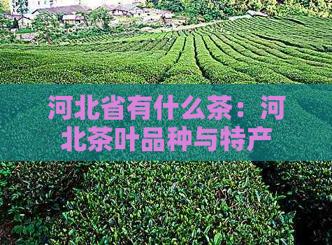 河北省有什么茶：河北茶叶品种与特产汇总