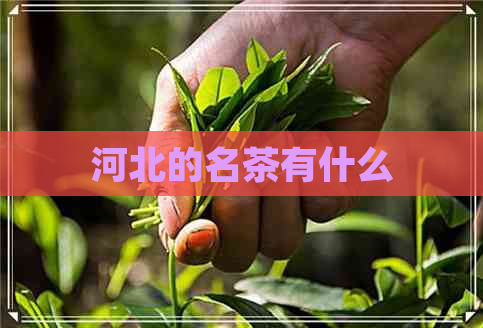 河北的名茶有什么