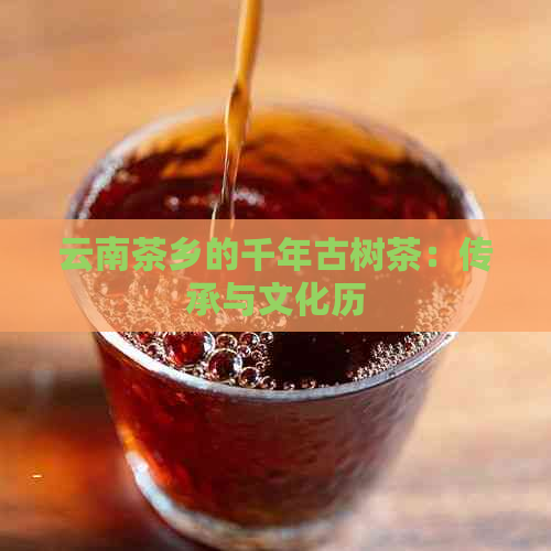 云南茶乡的千年古树茶：传承与文化历