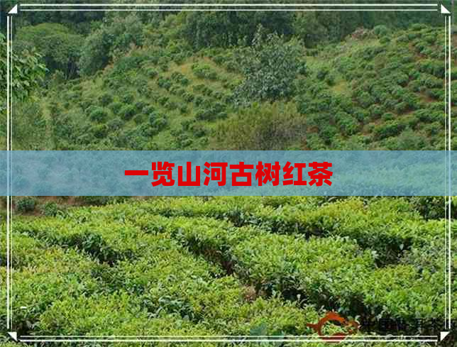 一览山河古树红茶