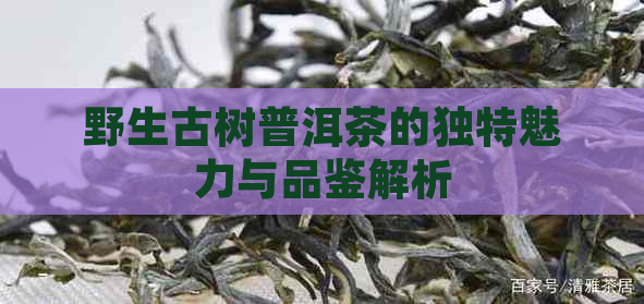 野生古树普洱茶的独特魅力与品鉴解析