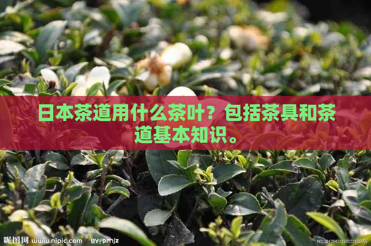 茶道用什么茶叶？包括茶具和茶道基本知识。