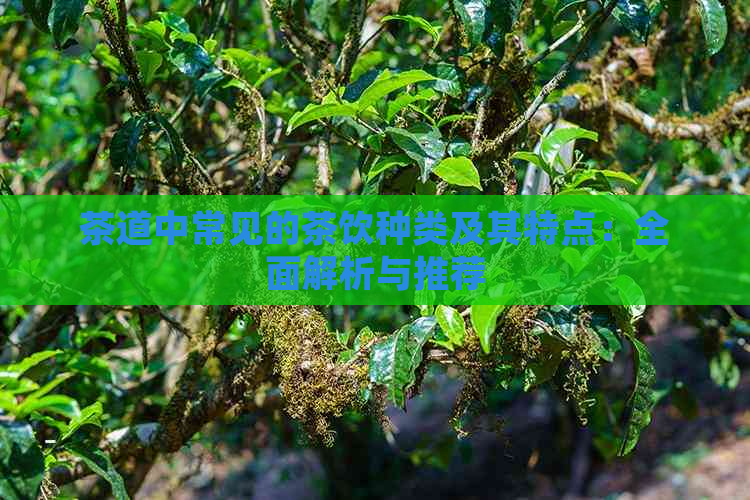 茶道中常见的茶饮种类及其特点：全面解析与推荐