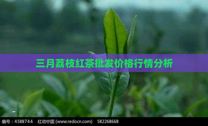 三月荔枝红茶批发价格行情分析