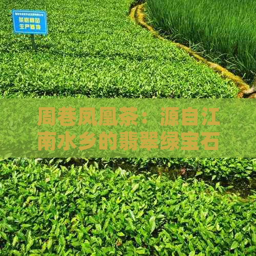 周巷凤凰茶：源自江南水乡的翡翠绿宝石