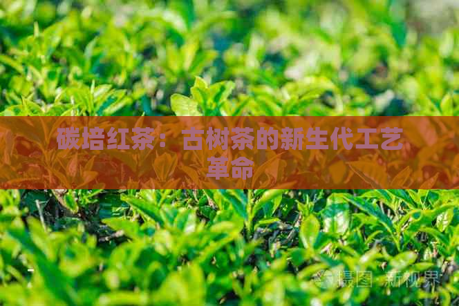 碳培红茶：古树茶的新生代工艺革命