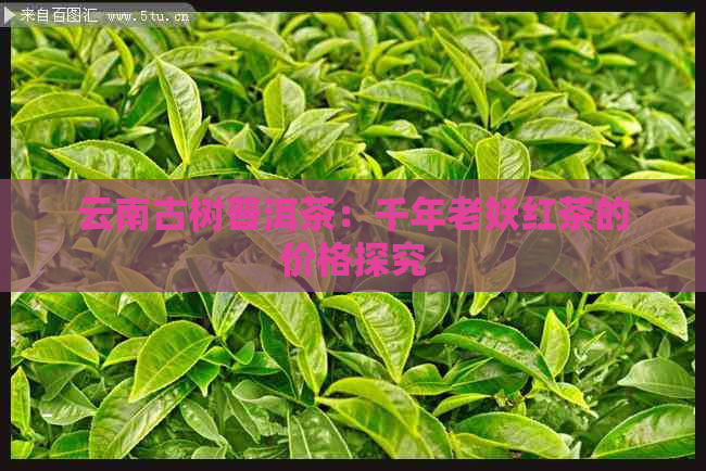 云南古树普洱茶：千年老妖红茶的价格探究