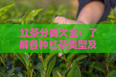 红茶分类大全：了解各种红茶类型及其特点