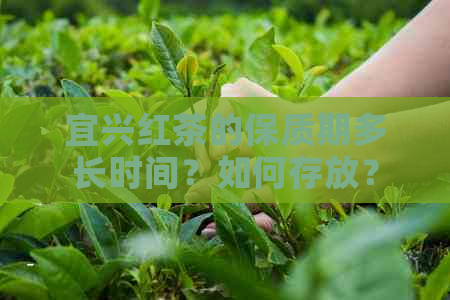 宜兴红茶的保质期多长时间？如何存放？最长可以存多久？