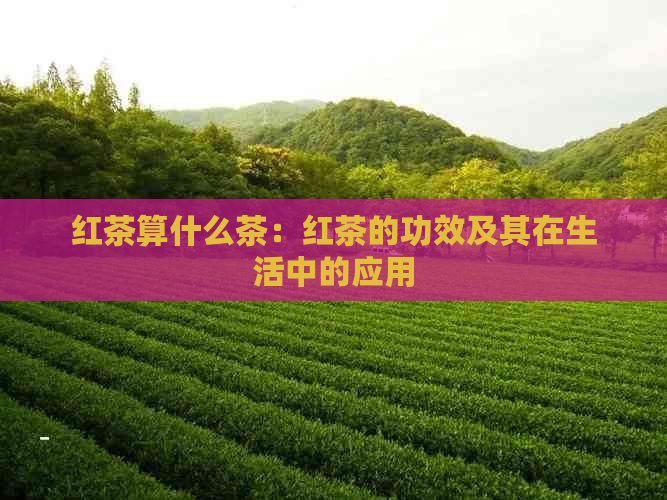 红茶算什么茶：红茶的功效及其在生活中的应用