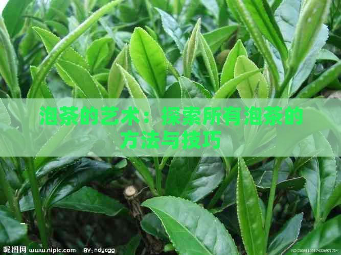 泡茶的艺术：探索所有泡茶的方法与技巧