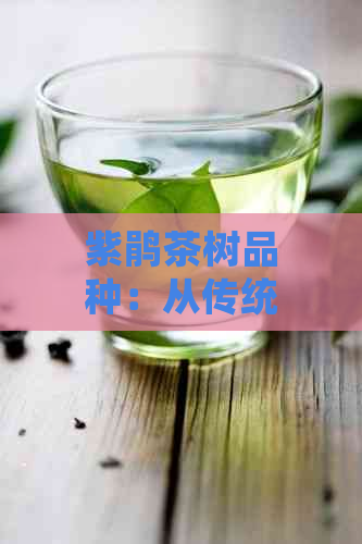 紫鹃茶树品种：从传统到现代的普洱茶变革之路