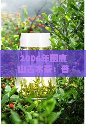 2006年困鹿山古木茶：普洱茶中的瑰宝与珍稀价格解析