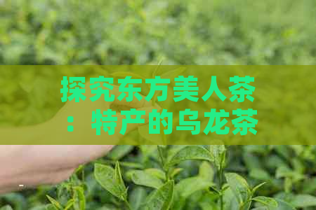 探究东方美人茶：特产的乌龙茶之美